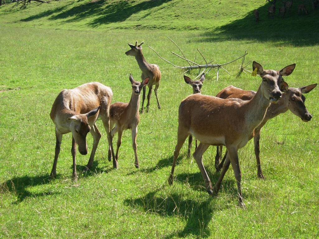 Вілла Am Jaukhof Familie Stiendl Neudorf im Sausal Екстер'єр фото